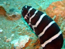 This Zebra Moray poked his head out, to see what part of ... by Ash Pickering 